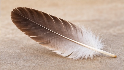 Feather